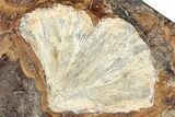 Ginkgo Leaf From North Dakota - Paleocene #253826-1